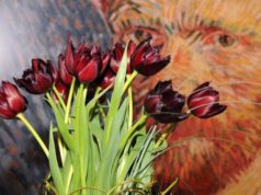 van Gogh tulip