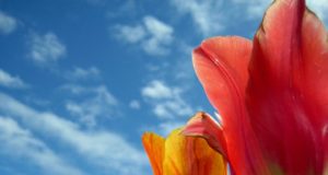 tulips Heavenly Holland