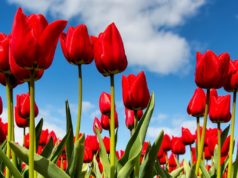 tulips Heavenly Holland
