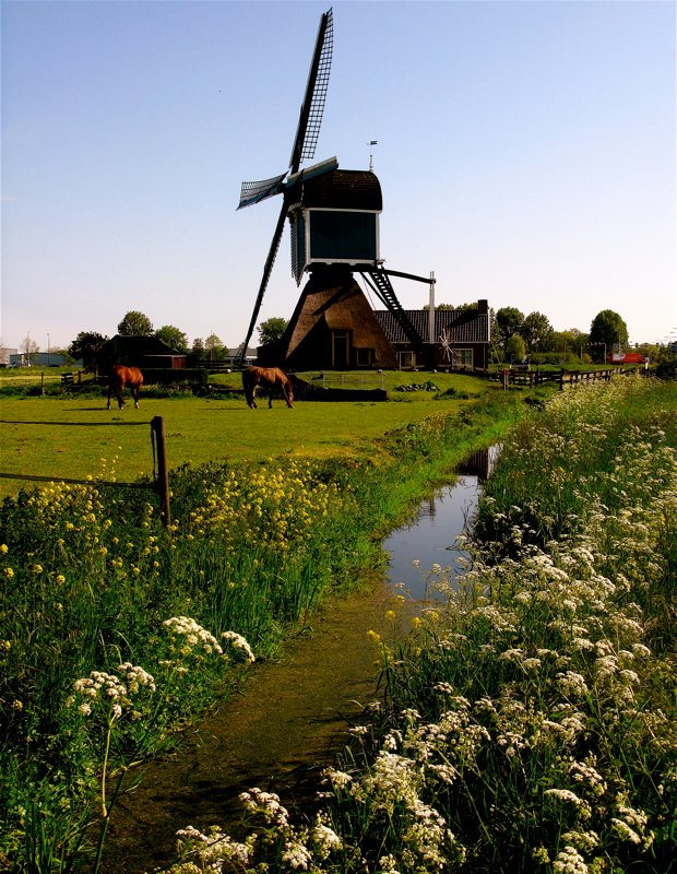 Windmill 'Grote Molen' in Zoeterwoude-Rijndijk (South Holland)