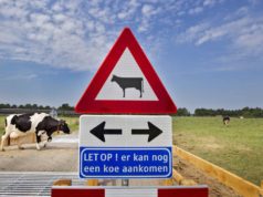 cow crossing