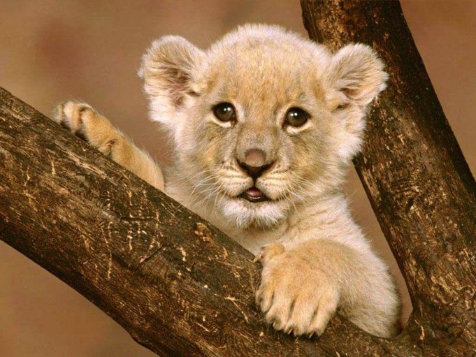 lion cub Artis Zoo