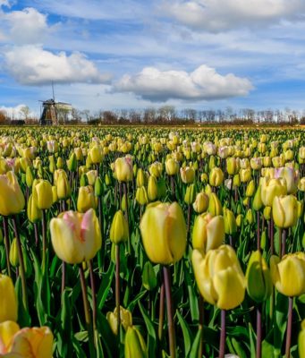 tulips