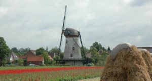 Windmill 'De Korenbloem' in Scherpenisse (Zeeland)