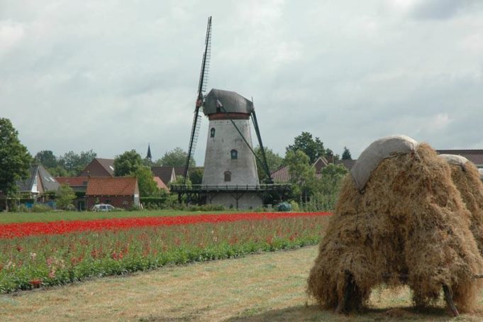 Windmill 'De Korenbloem' in Scherpenisse (Zeeland)