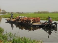 floating cattle