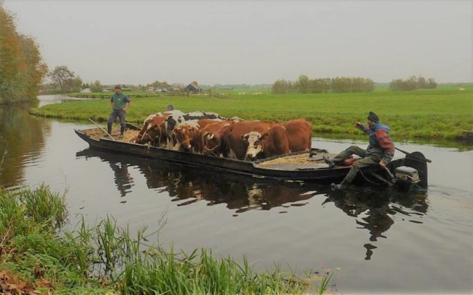 floating cattle