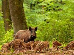 Did you know that the wild boar was officially declared extinct in the Netherlands in 1826 until Prince Hendrik introduced them back into a forest near his residence in 1907? This way he could hunt for wild boars without having to go abroad.