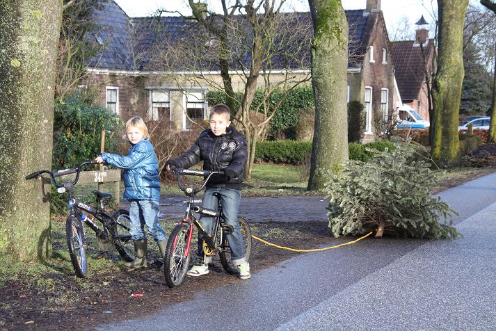 Did you know that kids in the Netherlands can earn some extra pocket-money by collecting Christmas trees?