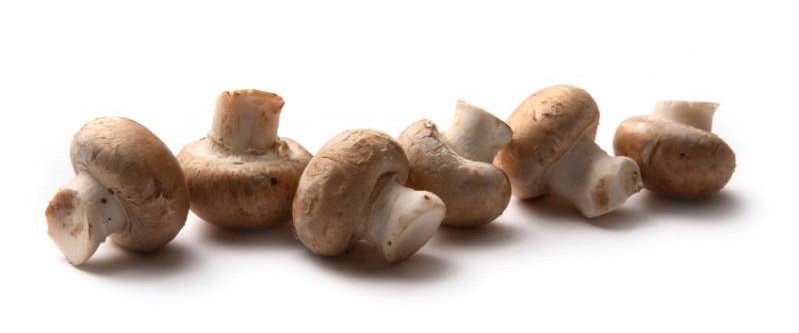 Did you know that the Netherlands is one of the world's largest exporters of mushrooms?