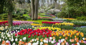 Did you know the world's largest flower garden Keukenhof is only open two months per year?