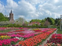 The Hortus Bulborum is the only bulb garden in the world with more than 4,000 different varieties of tulips, hyacinths, daffodils and other colorful spring flowers. Every spring the outdoor garden of Hortus Bulborum is a feast for the eyes and a pleasure for the nose.