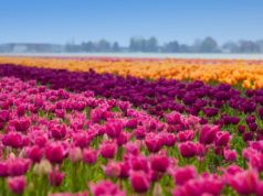 Did you know that Flevoland is the largest flower bulb region in the Netherlands? With more than 3,500 hectares of colorful bulb fields, the Netherlands' youngest province is truly pleasing to the eye. The farming land on the former seabed of the Zuiderzee is among the most fertile land in Europe.
