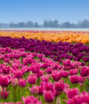 Did you know that Flevoland is the largest flower bulb region in the Netherlands? With more than 3,500 hectares of colorful bulb fields, the Netherlands' youngest province is truly pleasing to the eye. The farming land on the former seabed of the Zuiderzee is among the most fertile land in Europe.